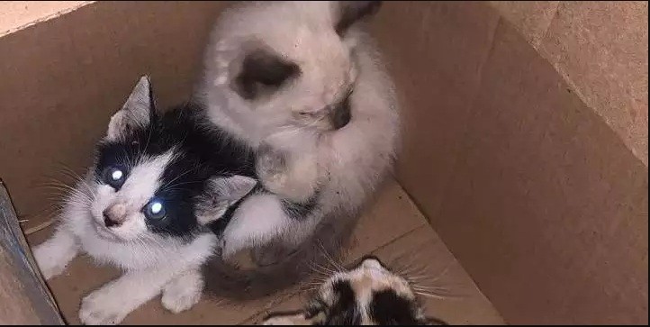 Vítimas de maus-tratos e famintos, sete filhotes de gatos são resgatados no bairro do Reduto, em Belém