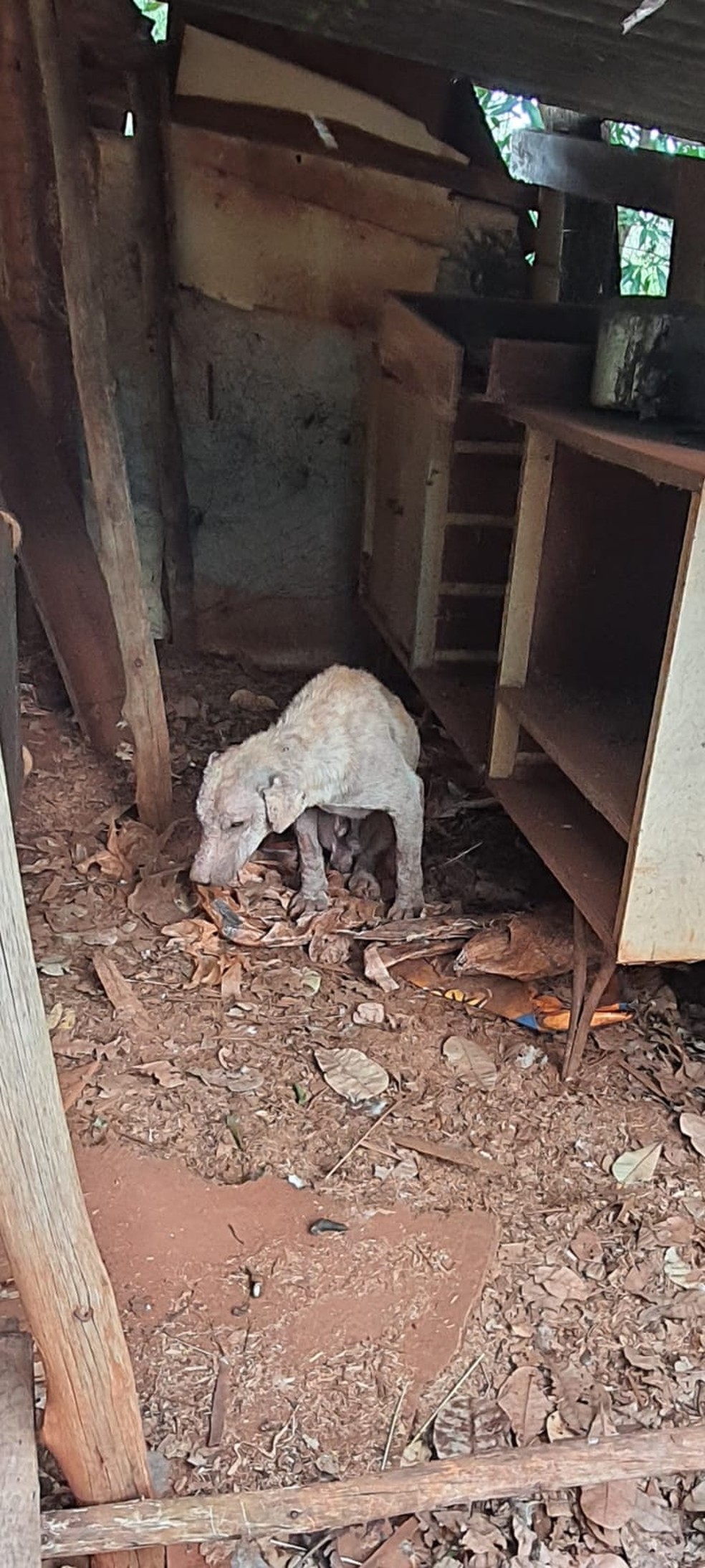 Cão vítima de maus-tratos foi resgatado em Euclides da Cunha Paulista (SP) — Foto: Polícia Militar Ambiental