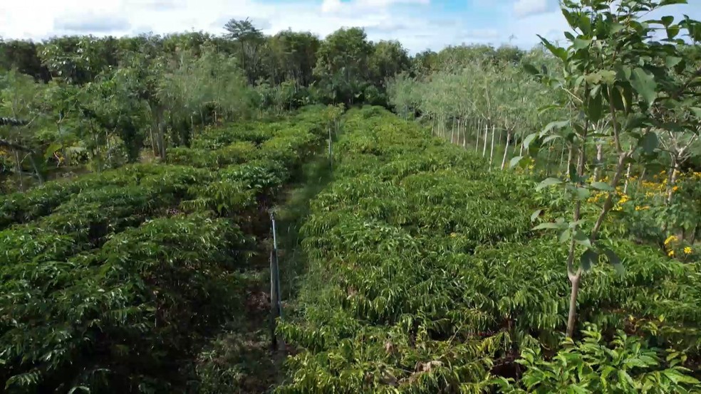 Café agroecológico ganha espaço entre produtores do Espírito Santo, unindo sustentabilidade e maior valor de mercado — Foto: TV Gazeta