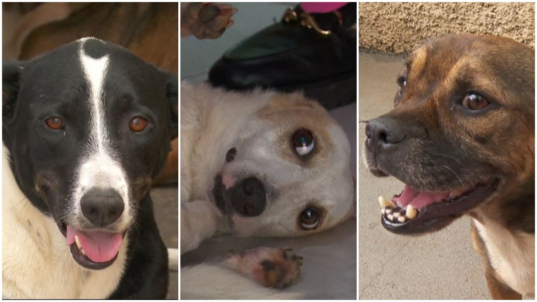 Cães resgatados em rodovias da região estão à espera de adoção