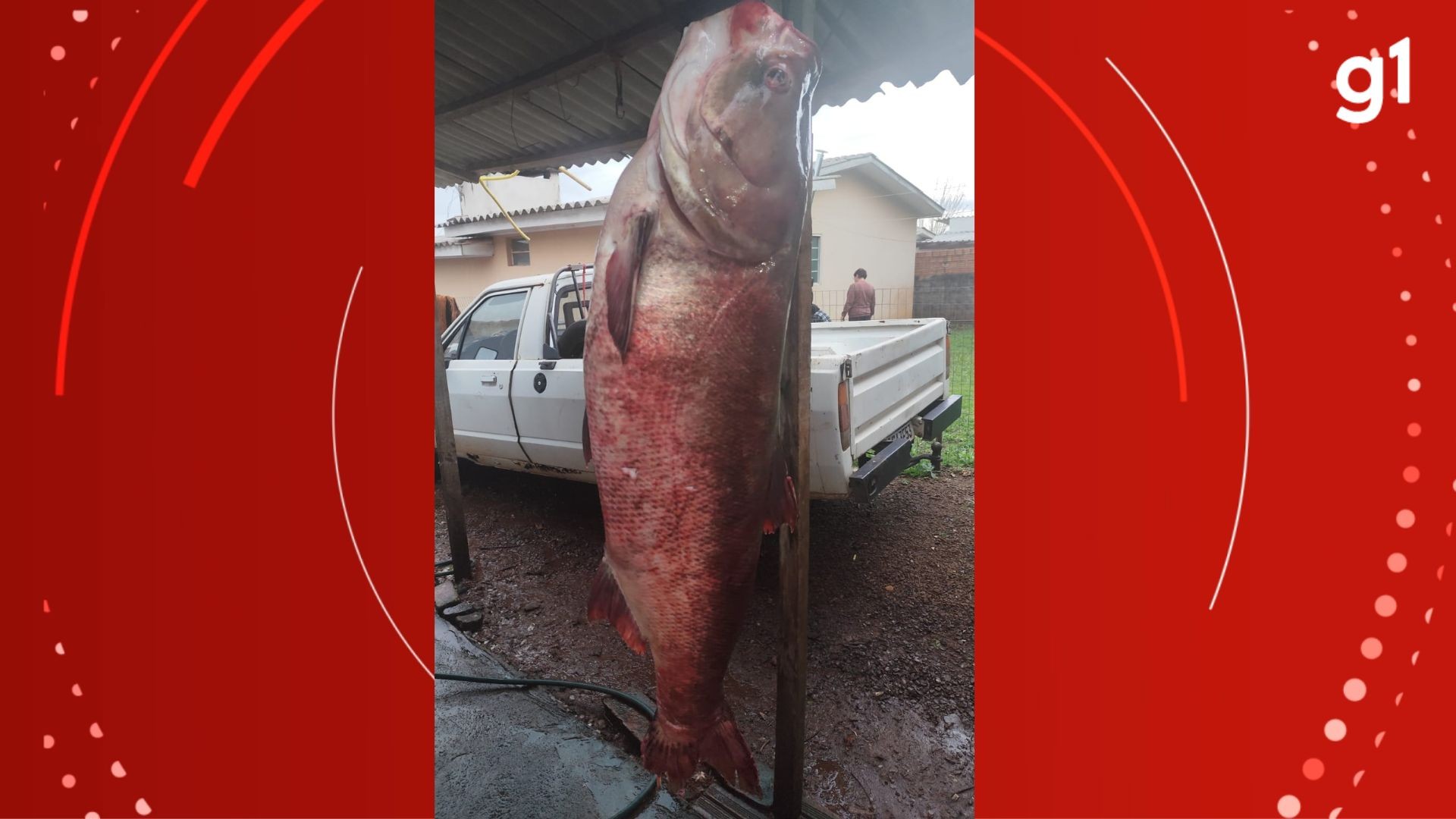 Pescador fisga carpa de 68kg e 1,42m no Norte do RS; VÍDEO 