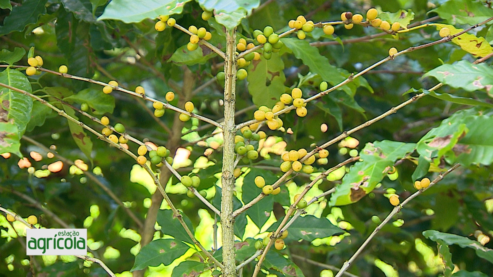 VÍDEOS: Estação Agrícola, 8 de março de 2026