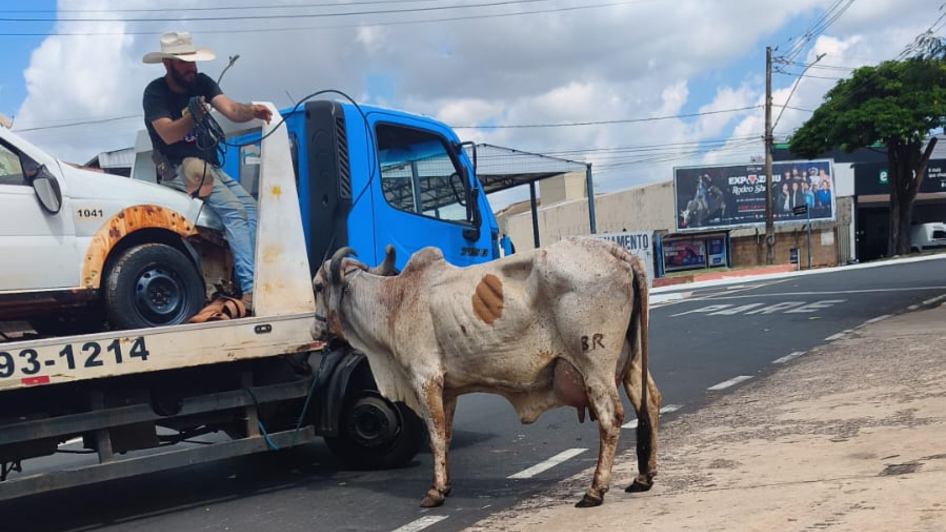 VÍDEO: Vaca corre atrás de pedestres em ruas de Uberaba 