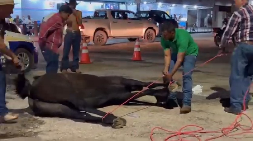 Égua passa mal e morre no meio da rua após cavalgada em Gurupi
