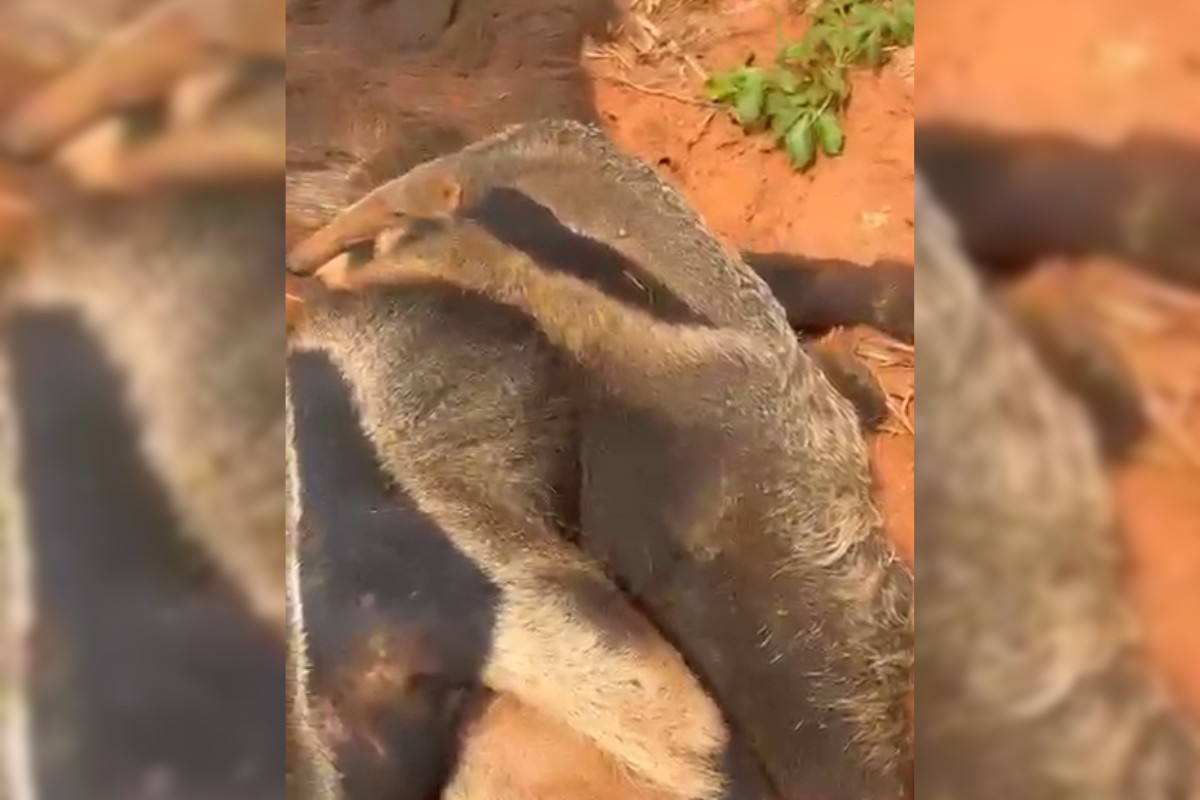 VÍDEO: filhote de tamanduá-bandeira é resgatado após ser encontrado ao lado da mãe atropelada em Narandiba 