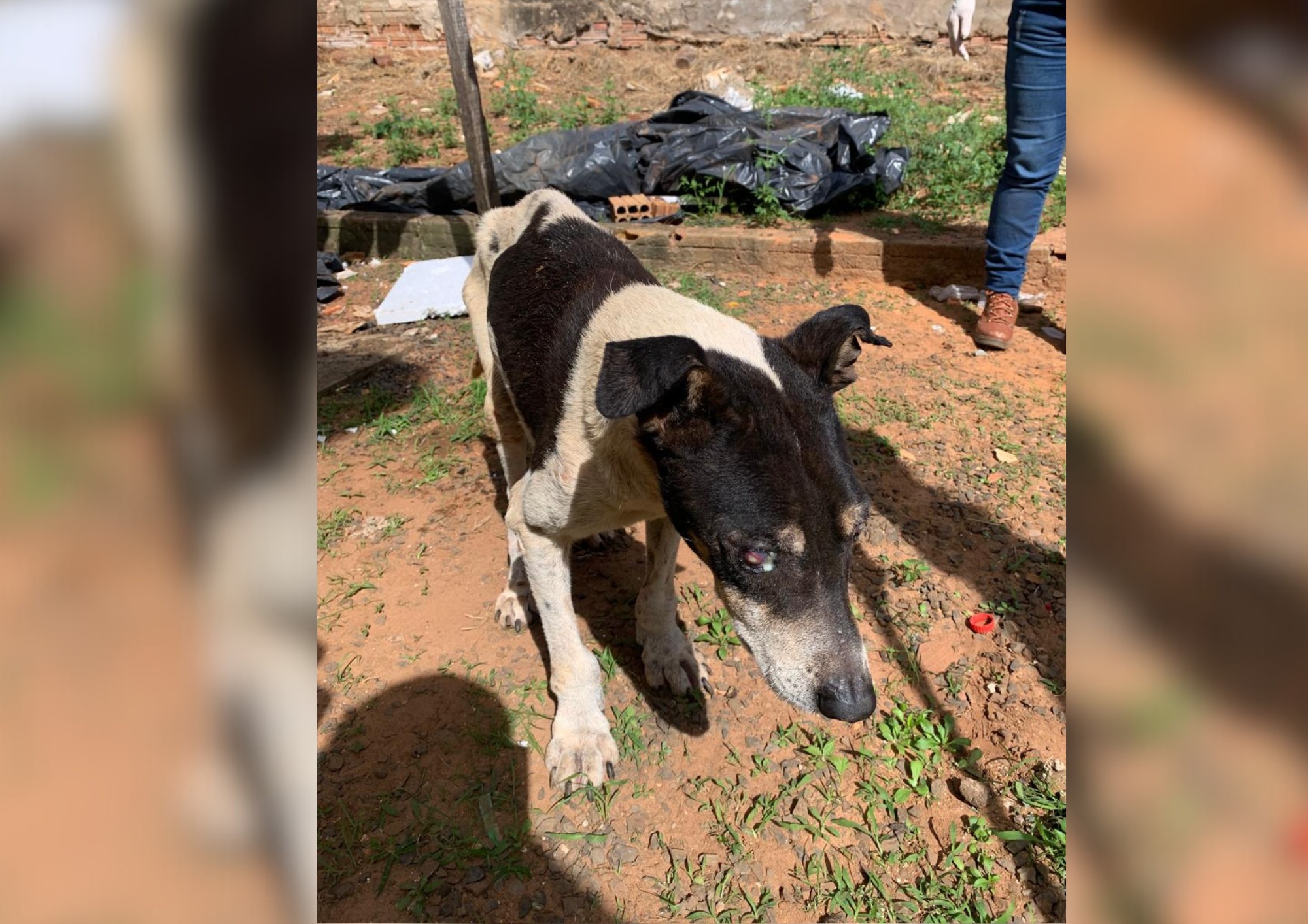 Cachorro é resgatado após sofrer maus-tratos em Avaré; tutor foi preso em flagrante