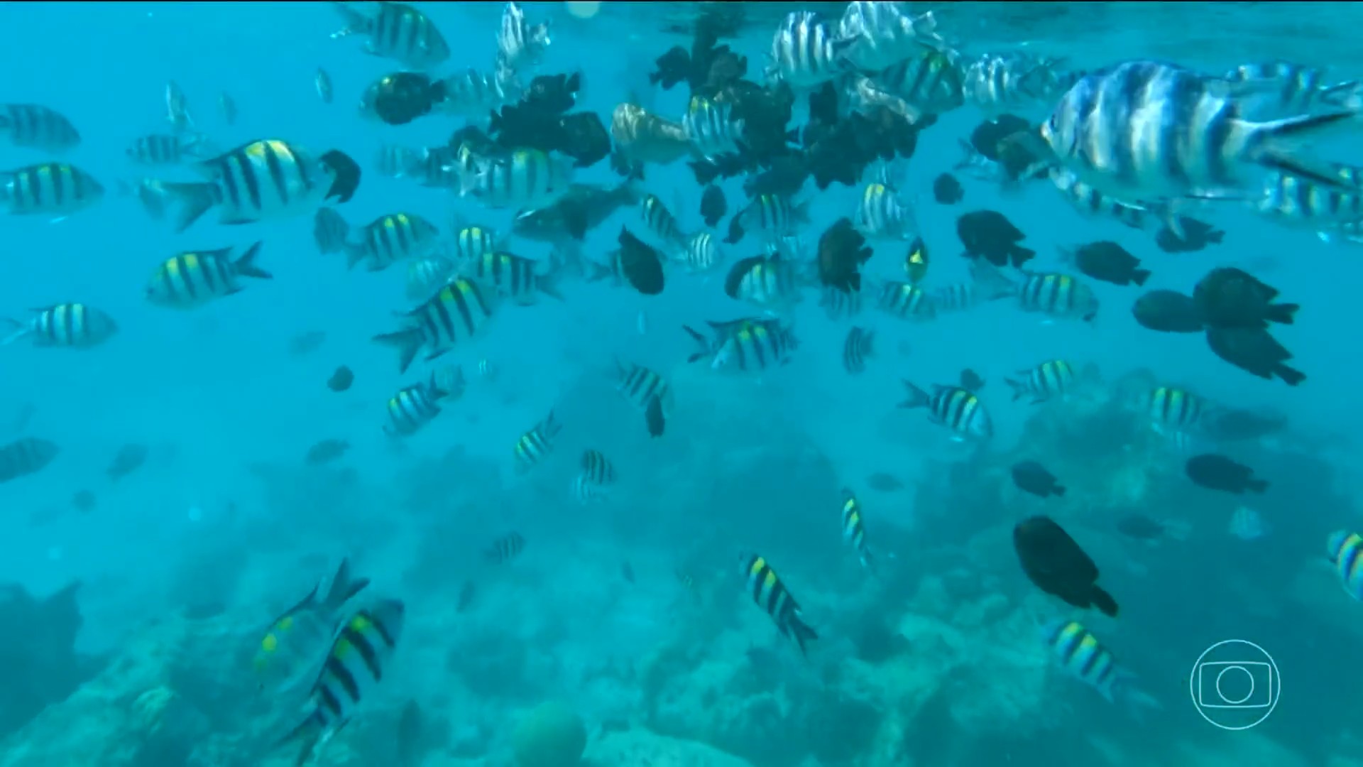 Brasil é o primeiro país a incluir educação sobre oceanos no currículo escolar