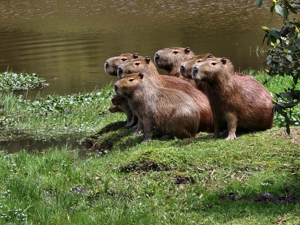 Fêmeas de capivara mantêm modelo de 