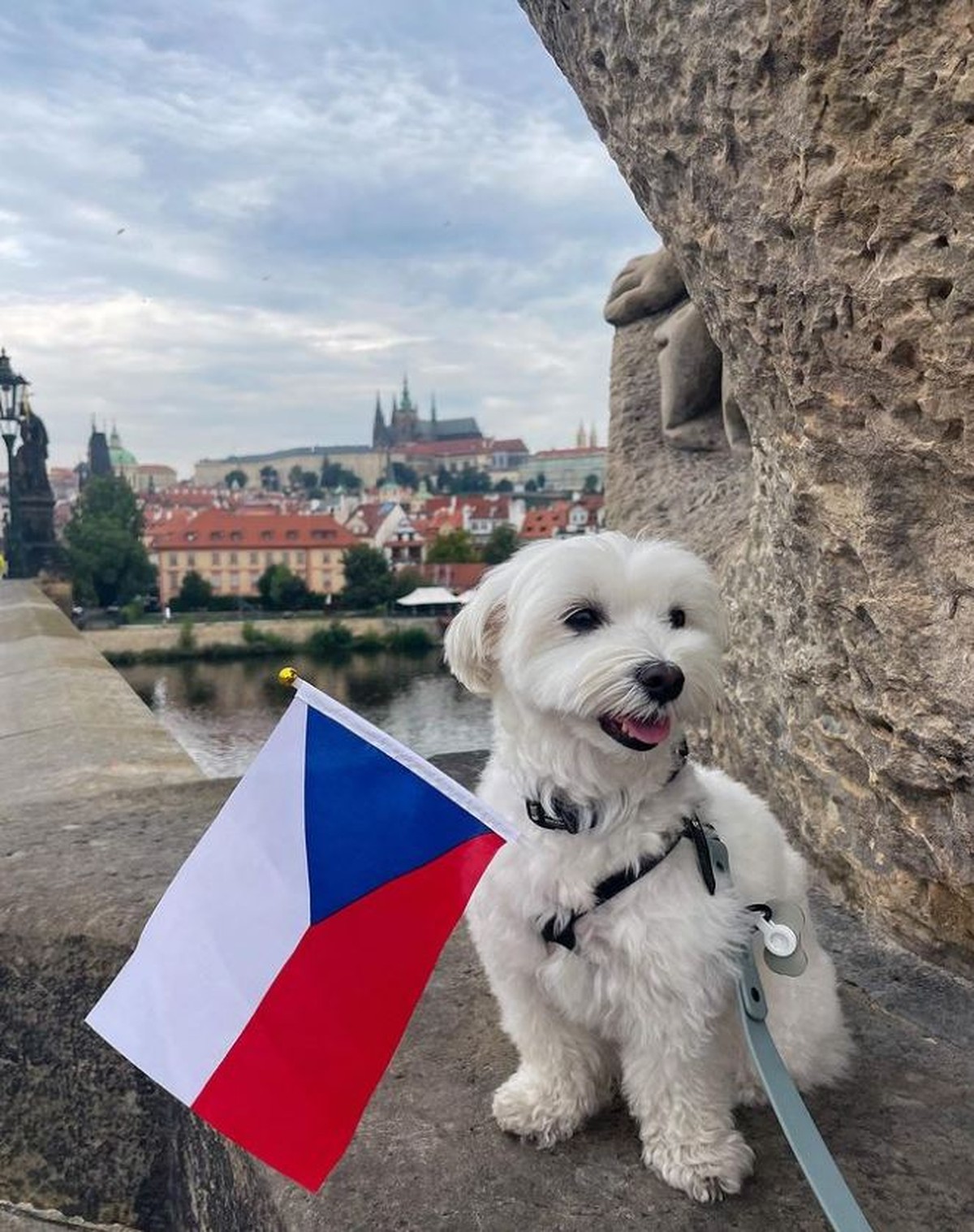 FOTOS: Cachorro viaja por 16 países e vira influenciador no Instagram