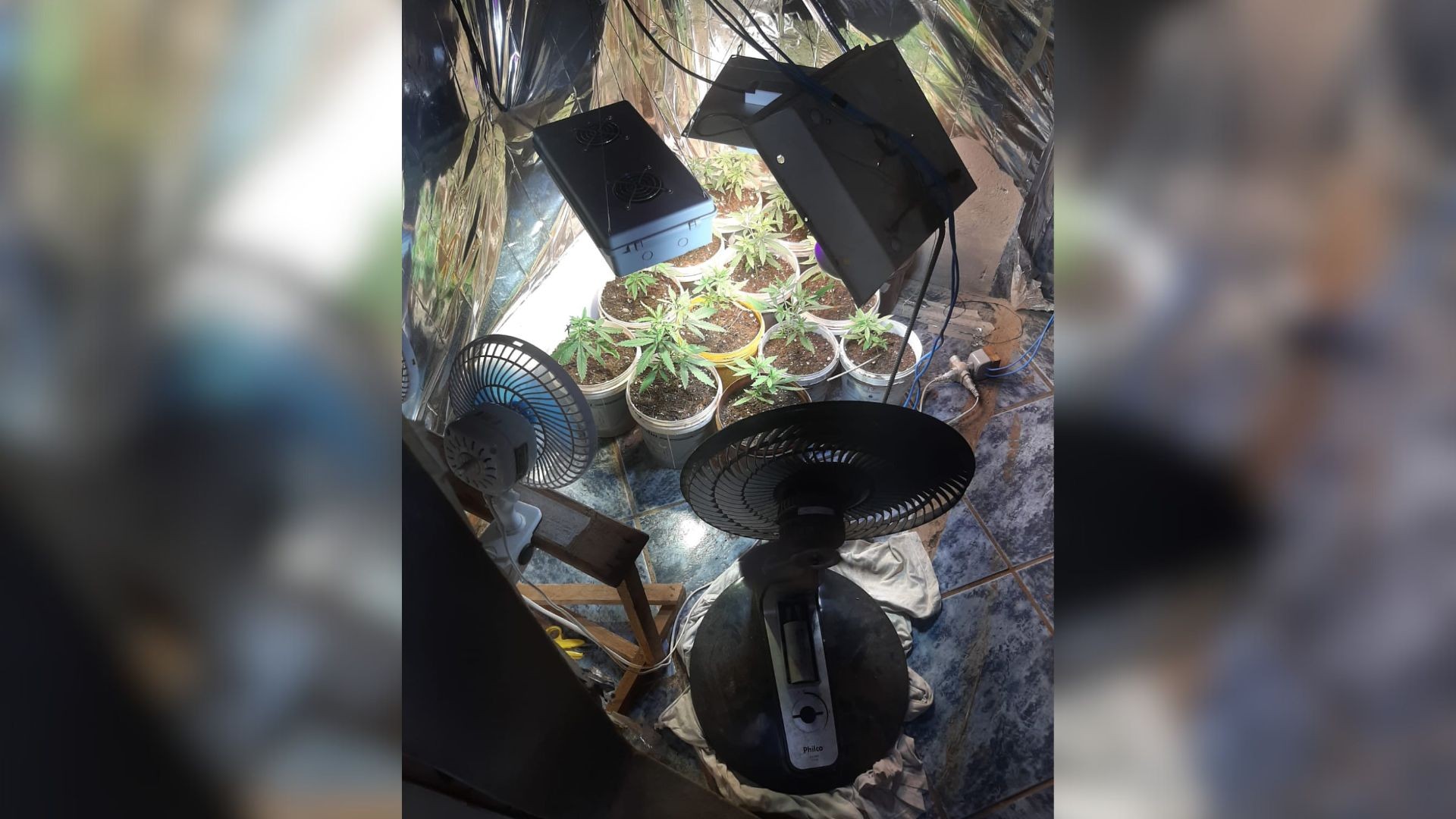 Homem é preso suspeito de manter laboratório de maconha dentro de casa em Brejo Alegre