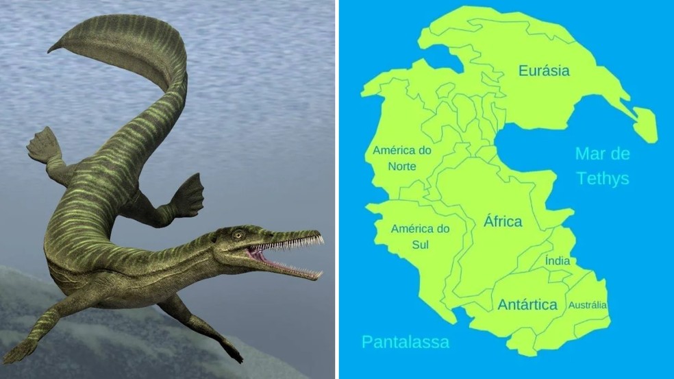Mesosaurus ajudaram a comprovaram teoria de 'supercontinente' único — Foto: Universidade do Contestado - Reprodução