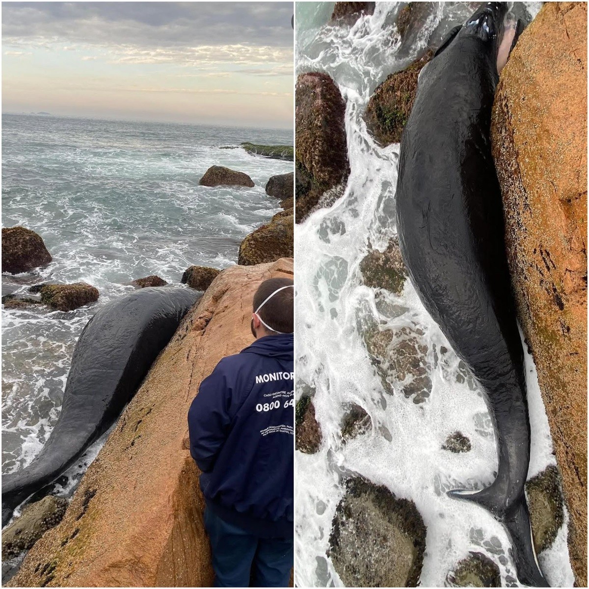 Filhote de baleia-franca de 5 metros é achado morto encalhado em praia na Grande Florianópolis