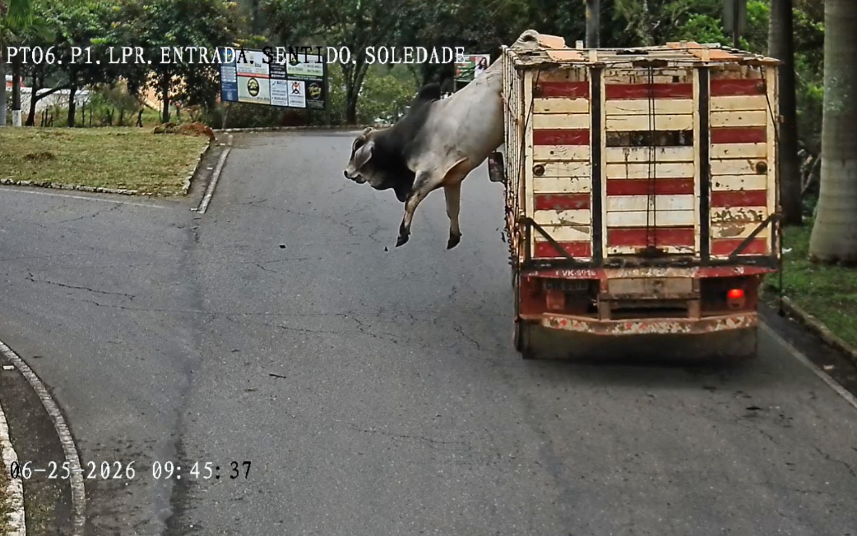 VÍDEO: Boi pula de caminhão, corre por ruas e é abatido pela Polícia Militar em MG