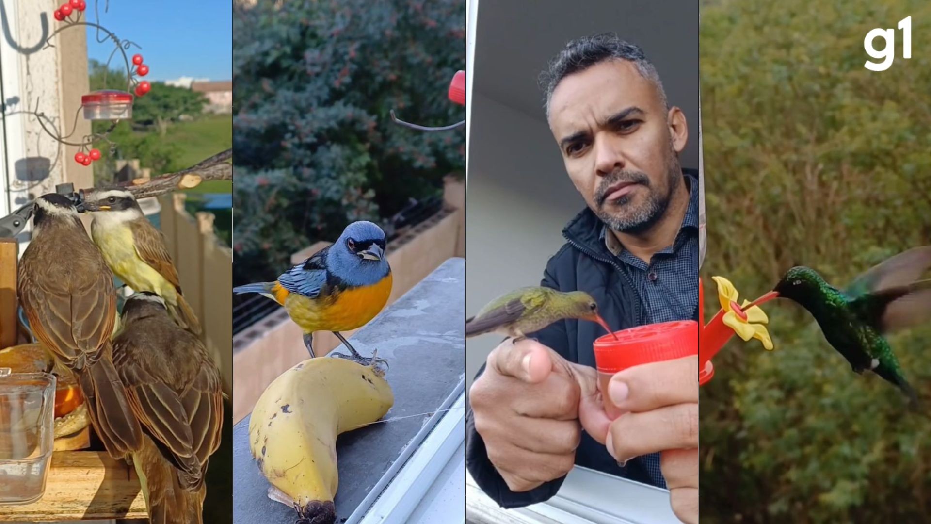 Beija-flores, bem-te-vis e fama: homem cria 'café da tarde' para pássaros na janela e viraliza nas redes sociais; veja VÍDEO