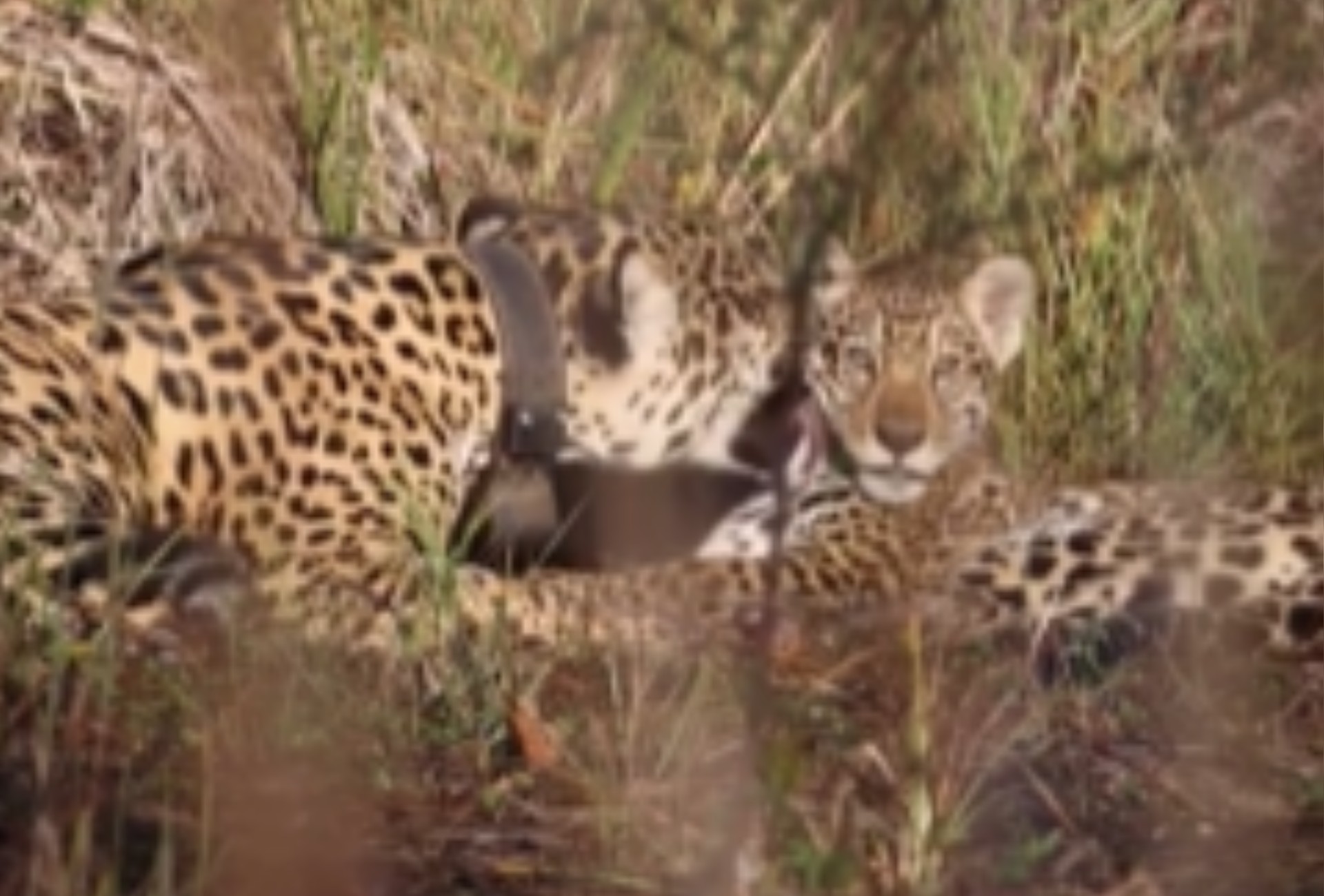Onça-pintada é flagrada dando 'lambeijos' no filhote e encanta no Pantanal; veja o vídeo