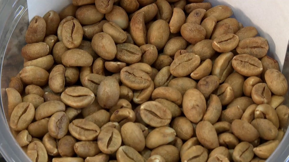 Café conilon produzido em sistema agroflorestal pode alcançar preços até quatro vezes superiores aos do cultivo convencional. Espírito Santo — Foto: TV Gazeta