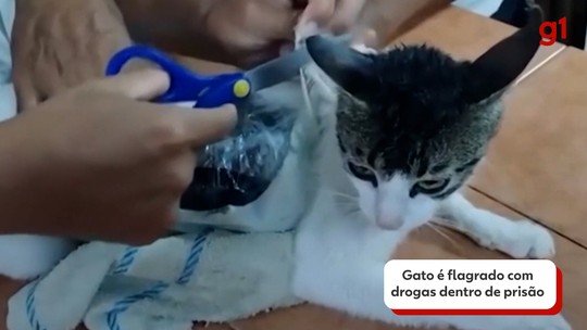 'Narcocat': autoridades da Costa Rica flagram gato contrabandeando drogas para prisão; VÍDEO