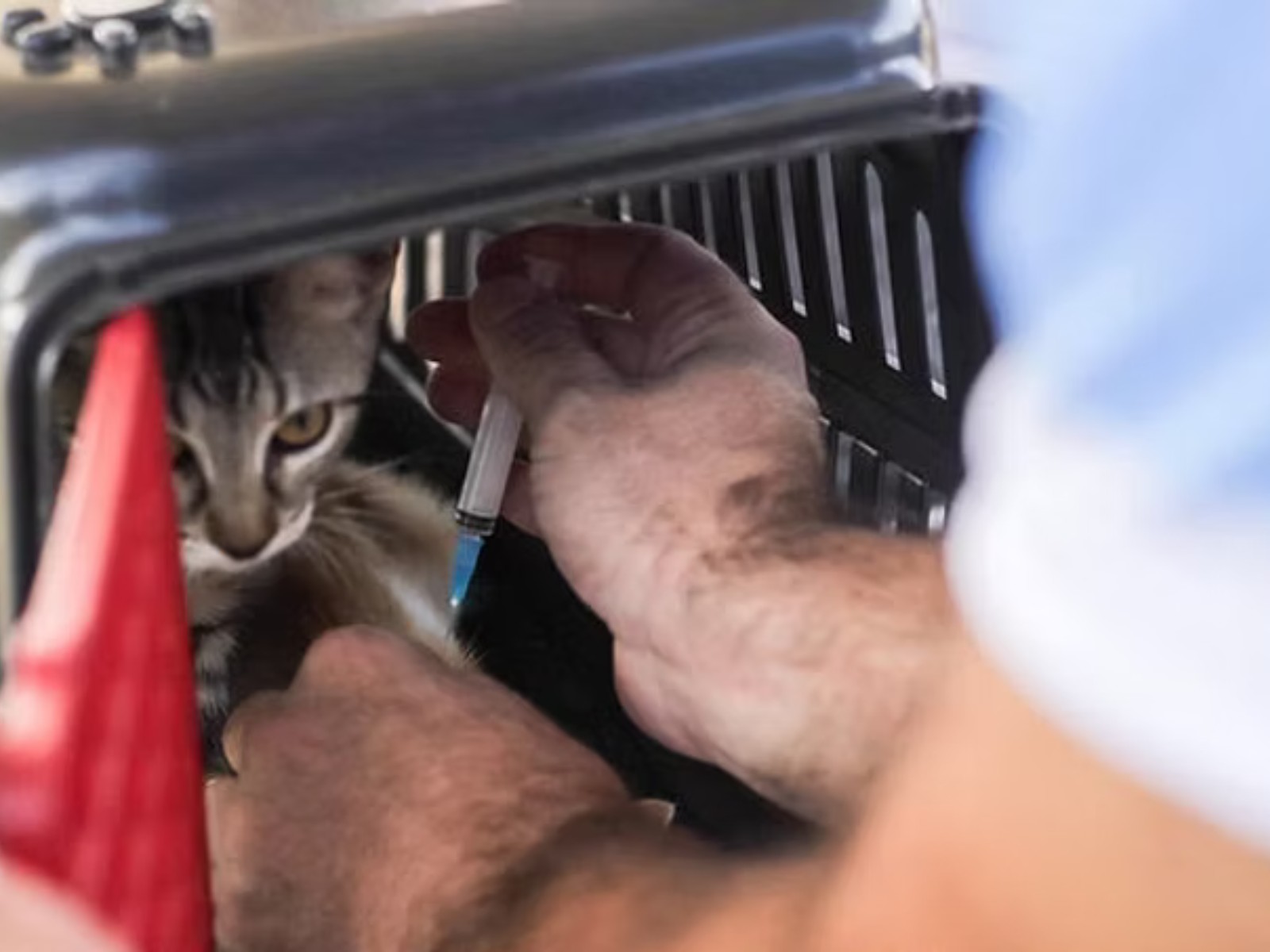 Com meta de imunizar 13 mil cães e gatos, cidade do AC inicia vacinação contra a raiva; VEJA cronograma
