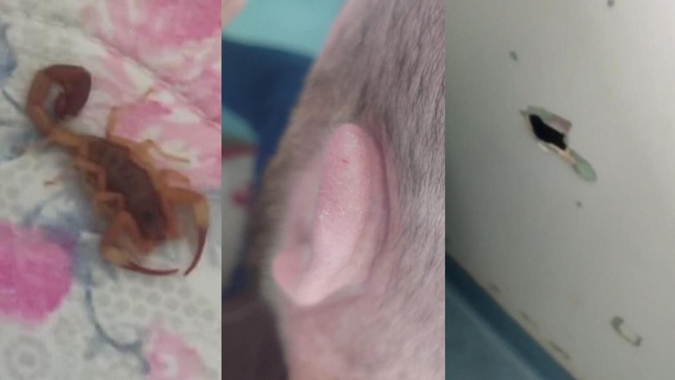 Paciente é picado por escorpião dentro de hospital em Foz do Iguaçu — Foto: Reprodução