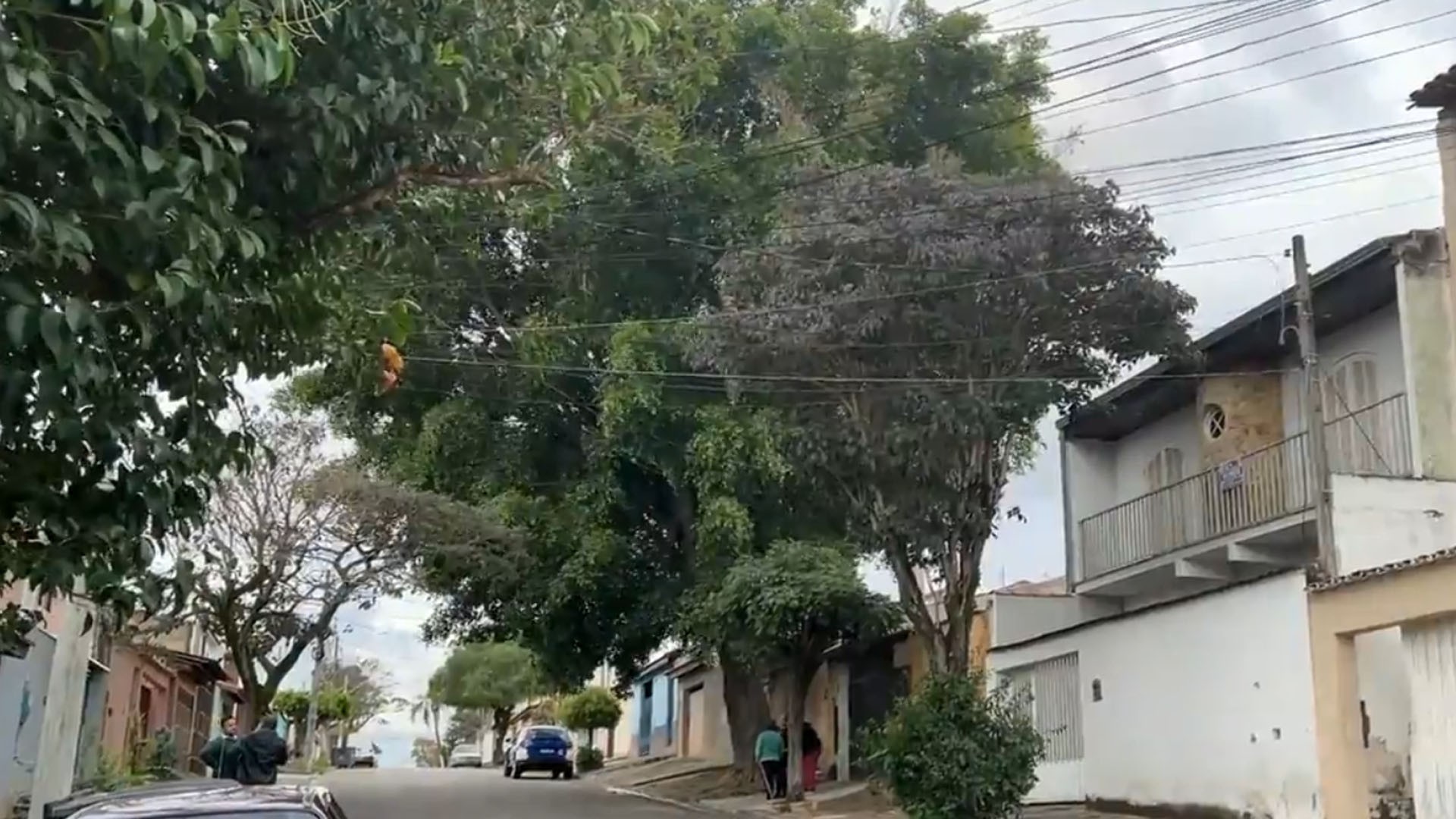Essenciais para o ambiente urbano, árvores também geram transtorno por falta de poda e corte em Sorocaba; veja cuidados no plantio