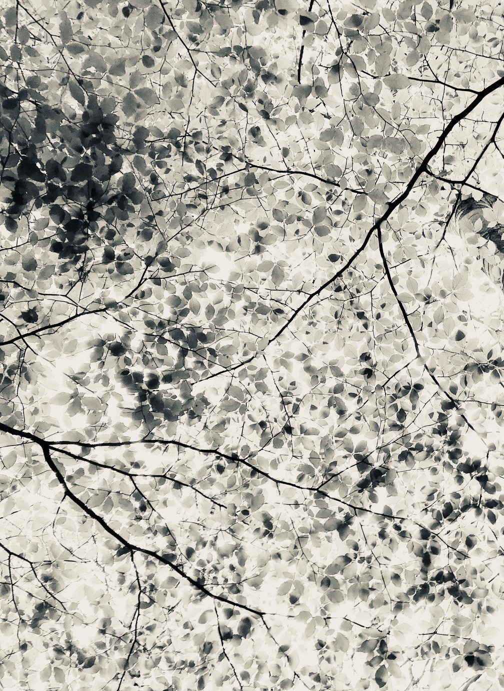 'Marquise', de Carl Harris, ficou com o 2º lugar na categoria 'Natureza'. Foto tirada no Reino Unido — Foto: Carl Harris/iPhone Photography Awards