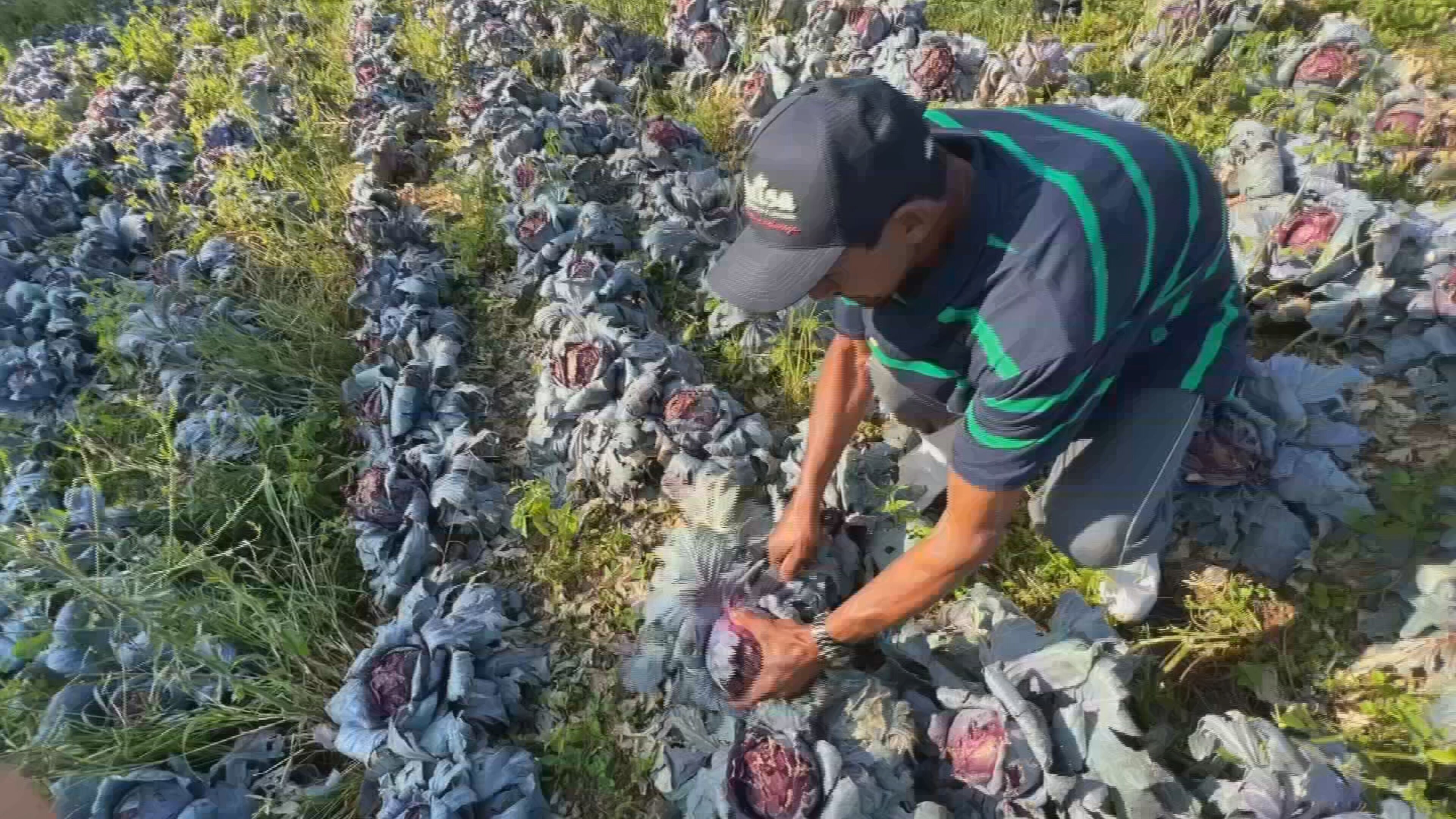 Chuva de granizo em Piedade destrói lavouras e ameaça abastecimento de hortifrúti para a região de Sorocaba 