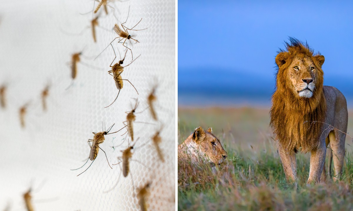 Por que mosquitos são mais perigosos que leões