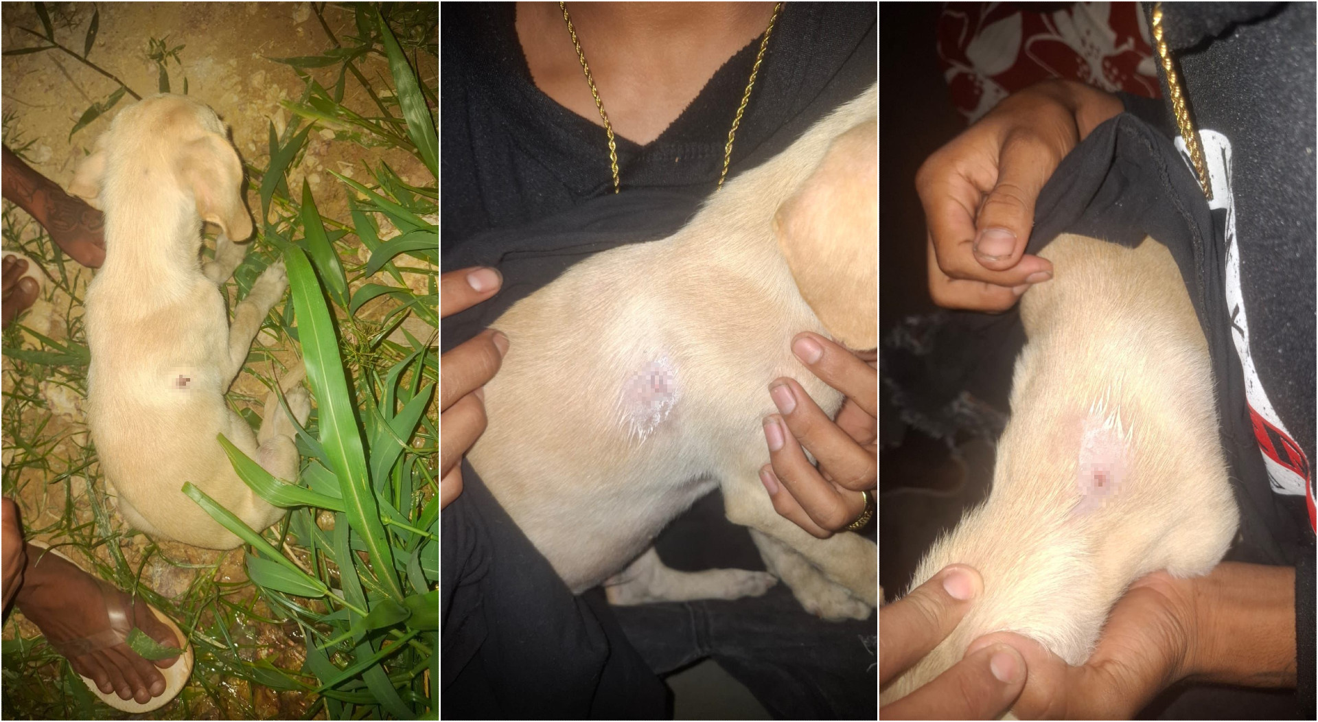 Homem é preso suspeito de atirar em filhote de cachorro da vizinha no Nova Cidade, em Boa Vista