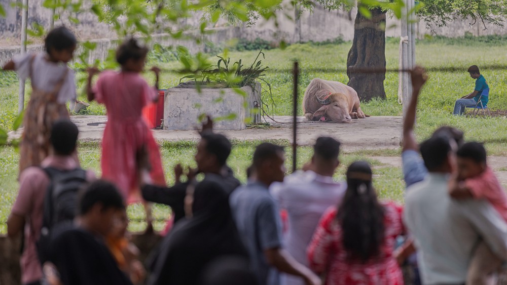 Búfalo albino que lembra Donald Trump torna-se atração em zoológico de Bangladesh após viralizar