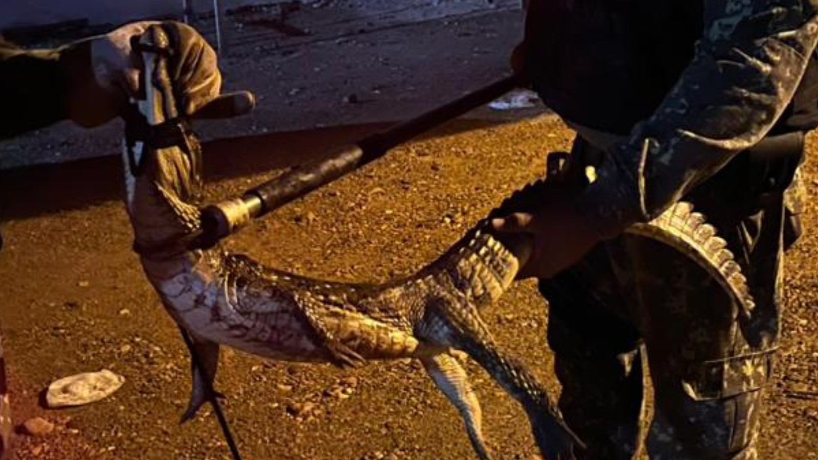 Jacaré é flagrado em hamburgueria no Sul do Piauí; animal foi resgatado