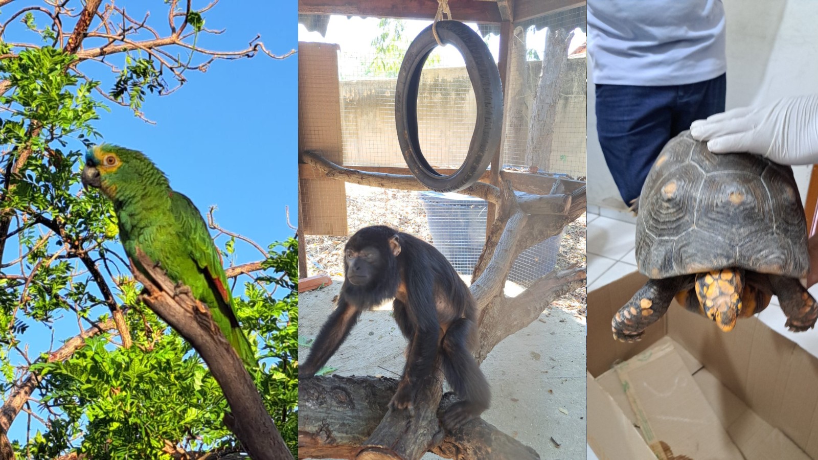 Aves, macacos e jabutis são os animais silvestres mais resgatados em áreas urbanas no Piauí, diz Ibama