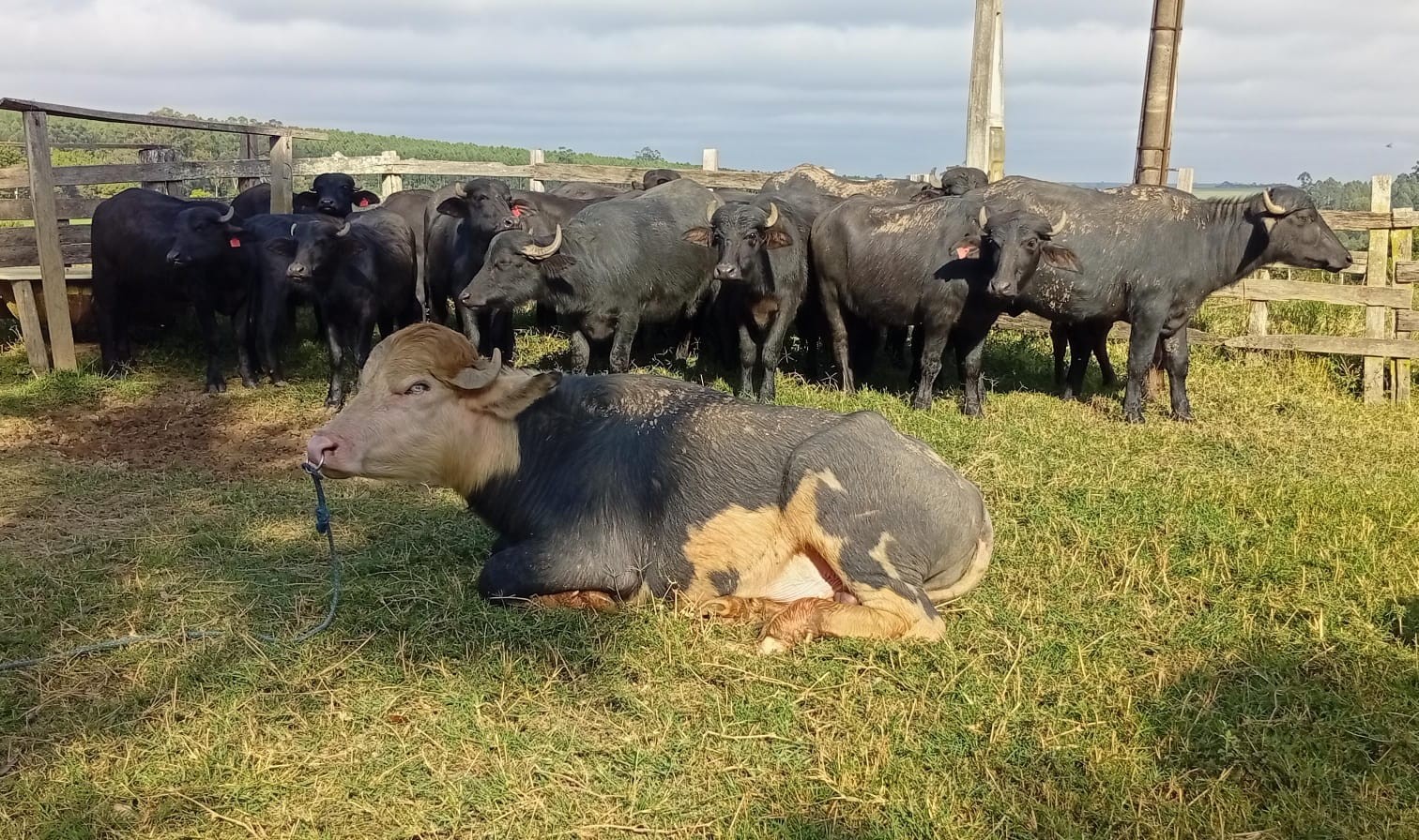 Cidade no interior de SP tem quase um búfalo para cada dois habitantes