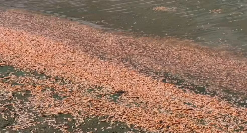Mortandade de camarões foi registrada em Igaraçu do Tietê — Foto: TV TEM/Reprodução