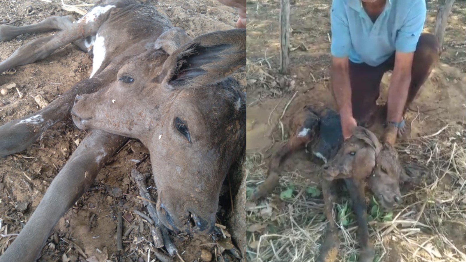 'Assustado e admirado': relata produtor após bezerra nascer com duas cabeças no interior do Piauí; entenda anomalia