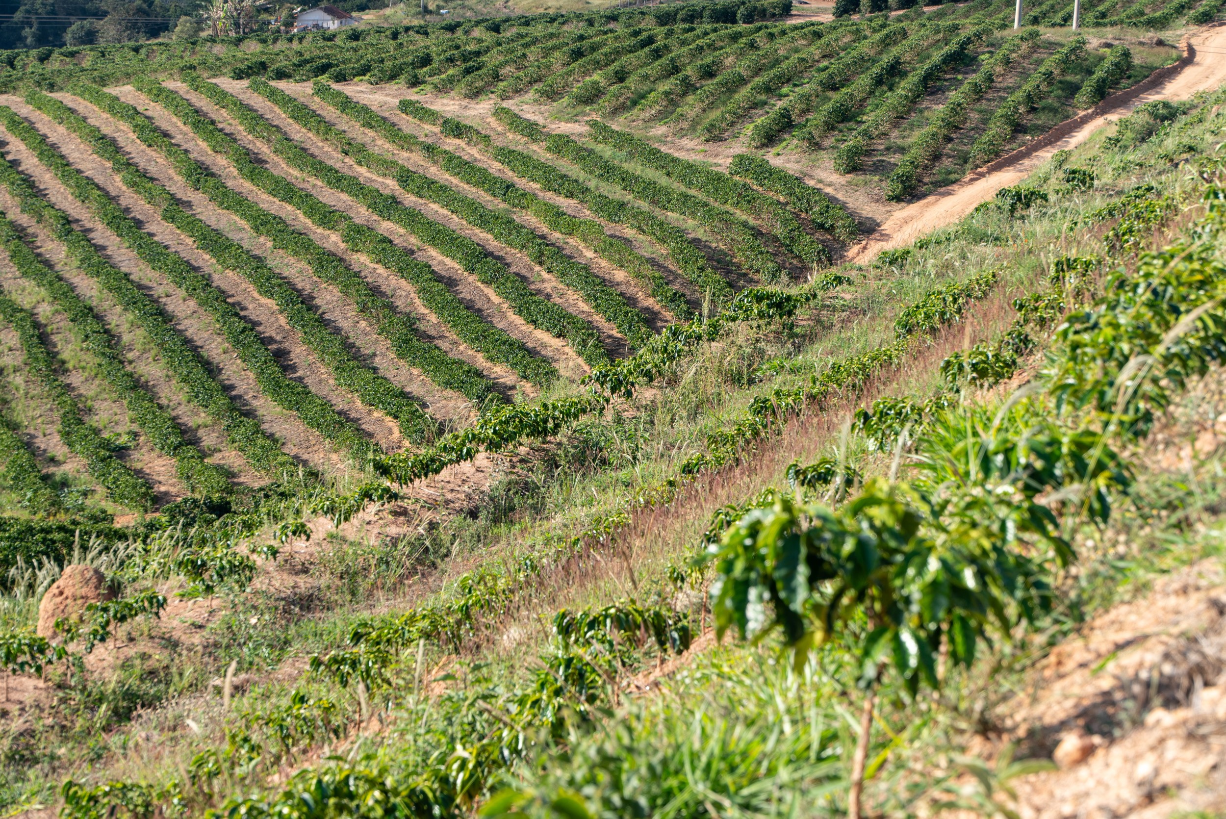 As montanhas eram um obstáculo para a internet em Caconde (SP) — Foto: Fábio Tito / g1