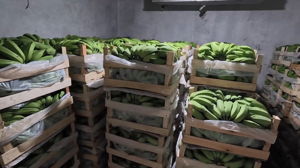 Produção de banana Vitória é mais rentável para produtores — Foto: Reprodução/TV Gazeta