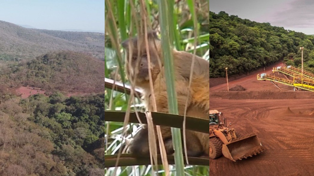 Primatas e tecnologia: área de exploração de rochas é abrigo para espécies de macacos no Pantanal