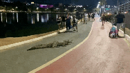 Vídeo; jacaré 'Celso' surpreende frequentadores durante caminhada no Parque das Águas, em Cuiabá