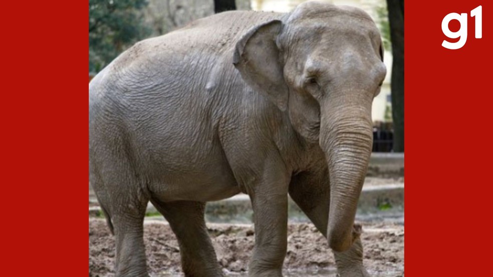 Mara, uma elefanta asiática de cerca de 58 anos, chegou ao Santuário em maio de 2020. — Foto: Santuário dos Elefantes Brasil
