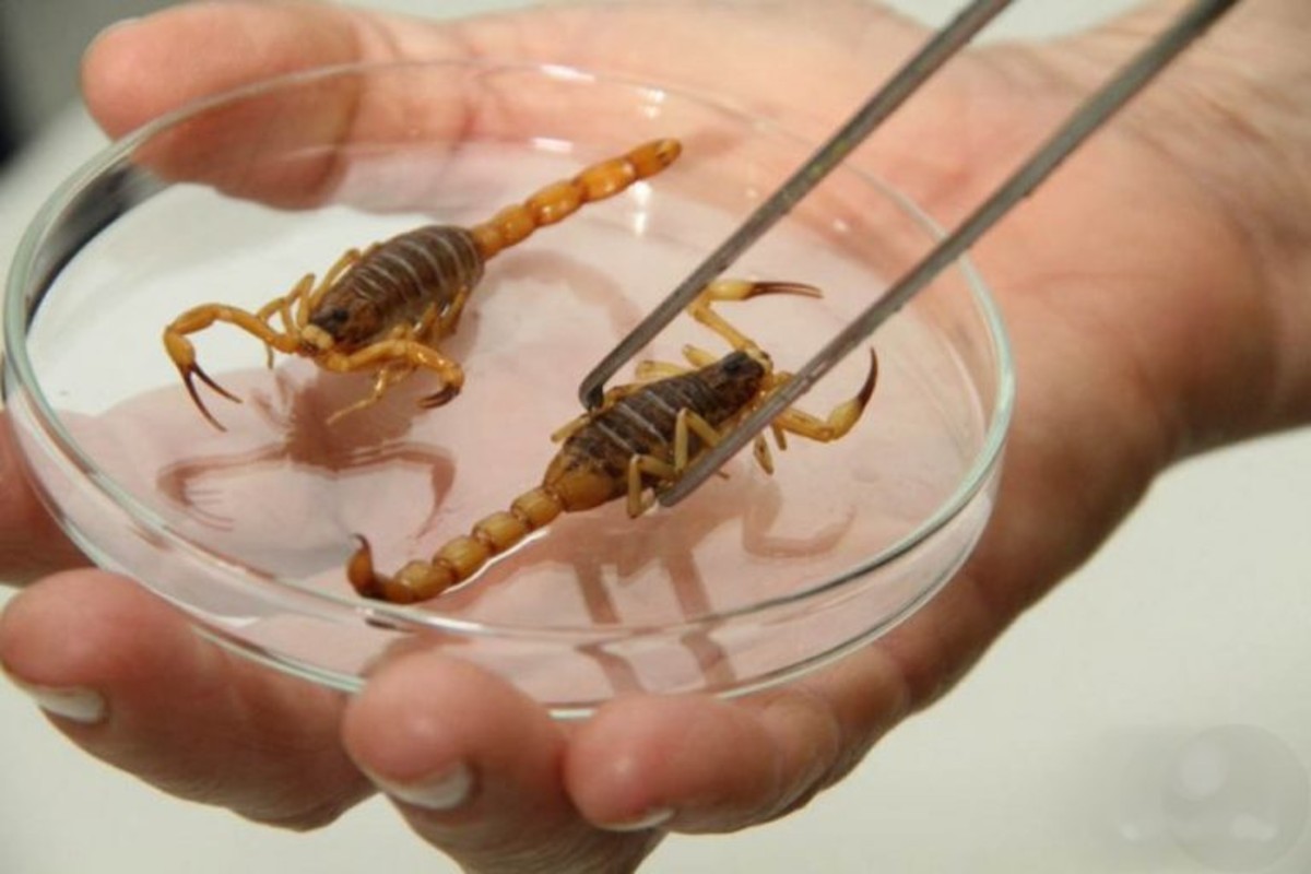 Agosto é temporada de escorpiões: veja sinais de infestação e como proteger crianças