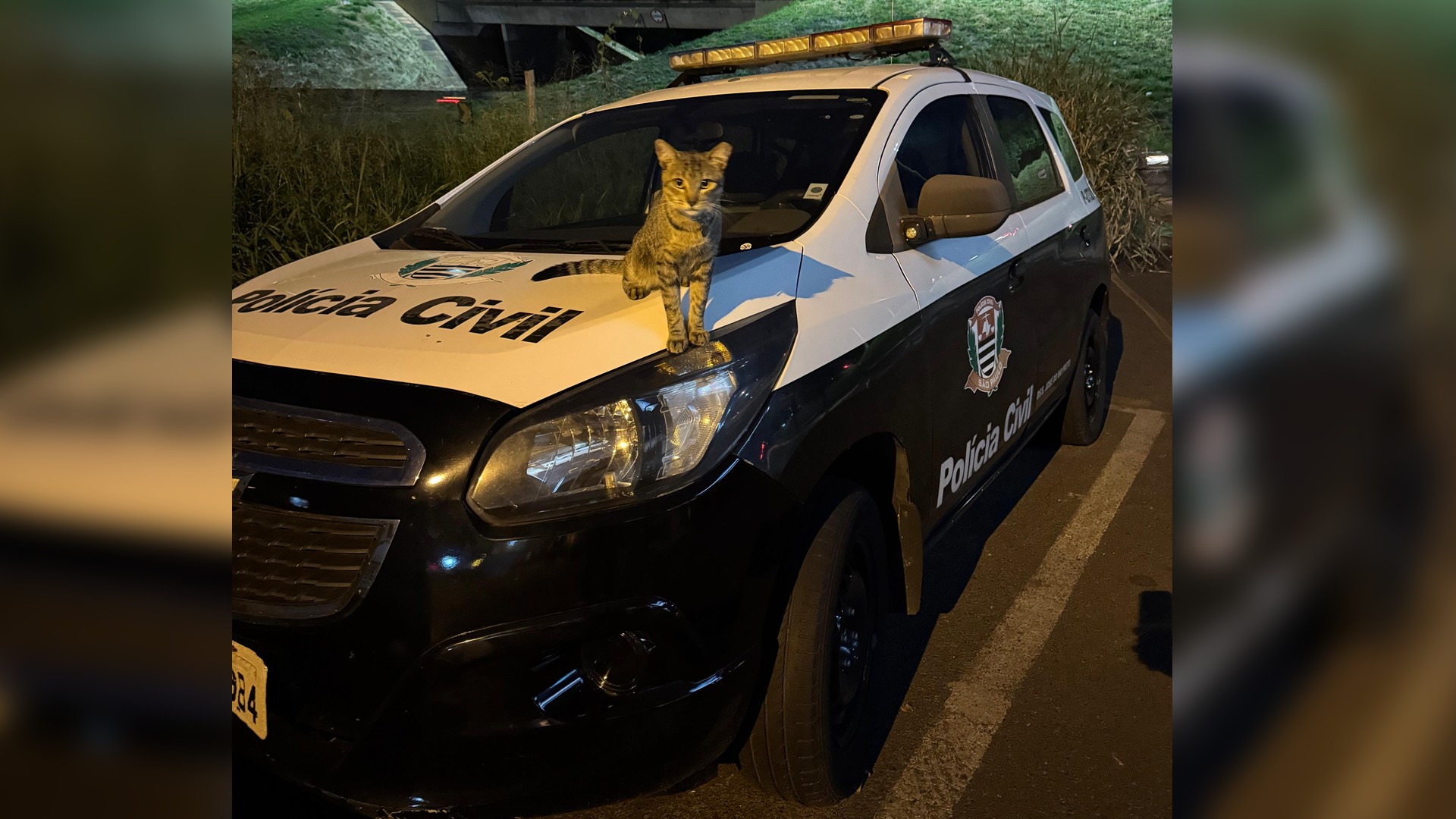 Gato 'adota' policiais, vira mascote de delegacia e recebe nome de Flagrante: 'Acalma as vítimas', diz investigadora
