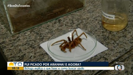 Biólogo explica o que fazer após ser picado por aranha
