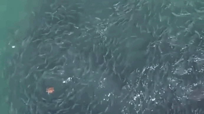 VÍDEO: Tartaruga é flagrada nadando em meio a cardume com milhares de peixes no Litoral Norte do RS