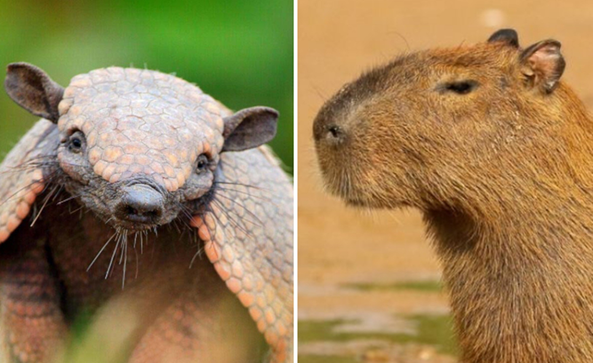 É #FAKE que vídeo mostre capivara pegando 'carona' em cima de tatu; cena foi criada com IA