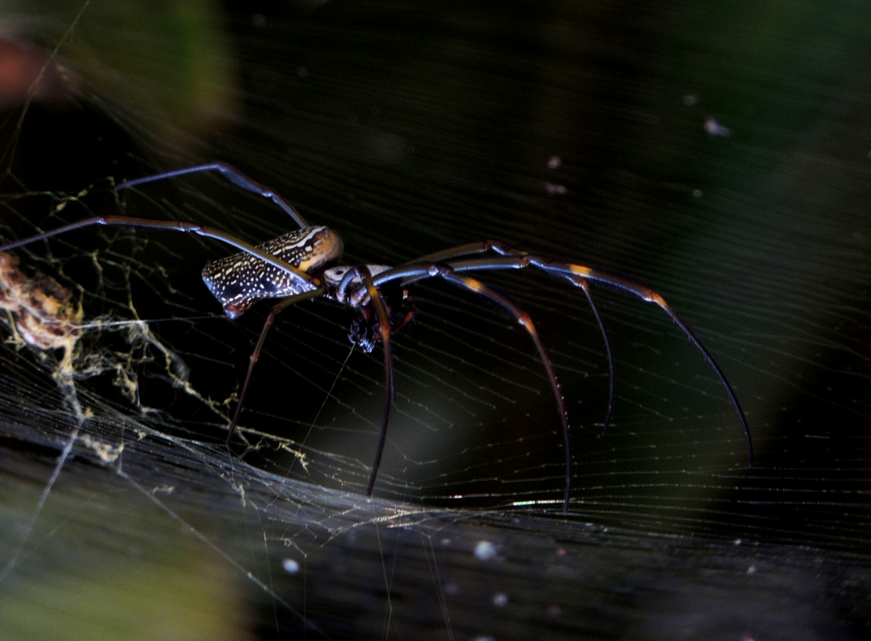 Conheça a aranha da Amazônia que tem teia dourada como joia e resistente como aço