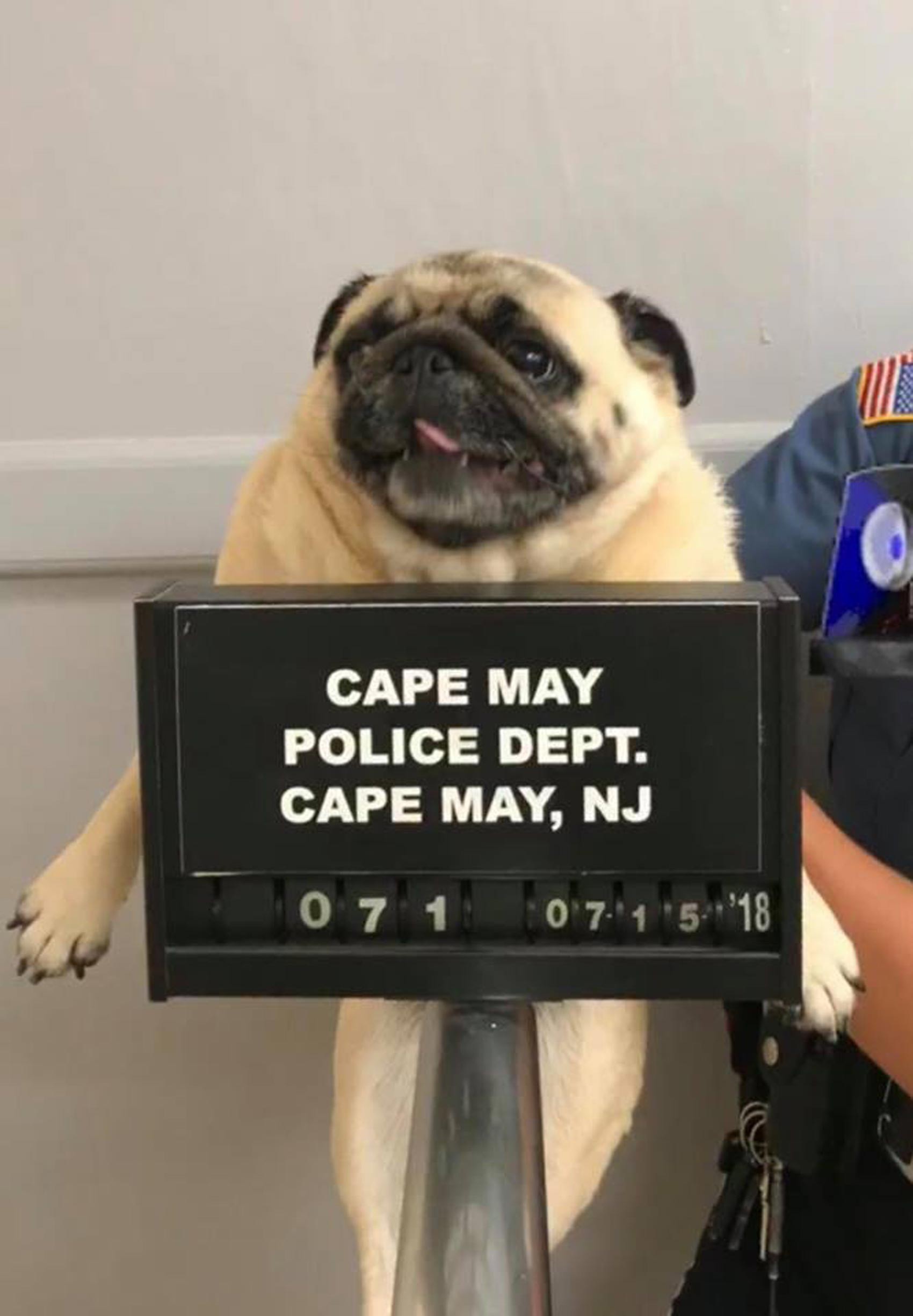 Cão pug é 'fichado' pela polícia nos EUA