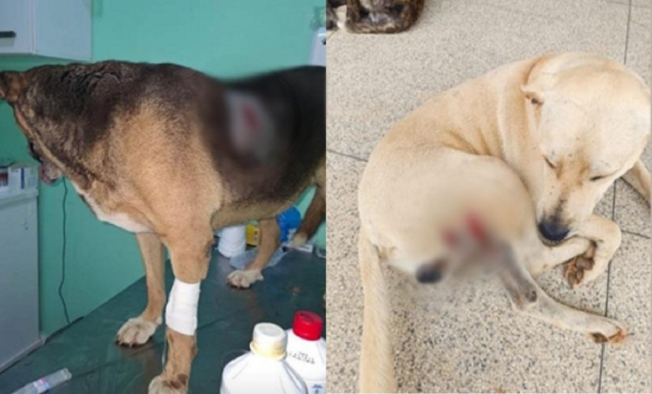 Violência contra cães, incluindo morte de animais, assusta moradores no interior de MG; polícia investiga