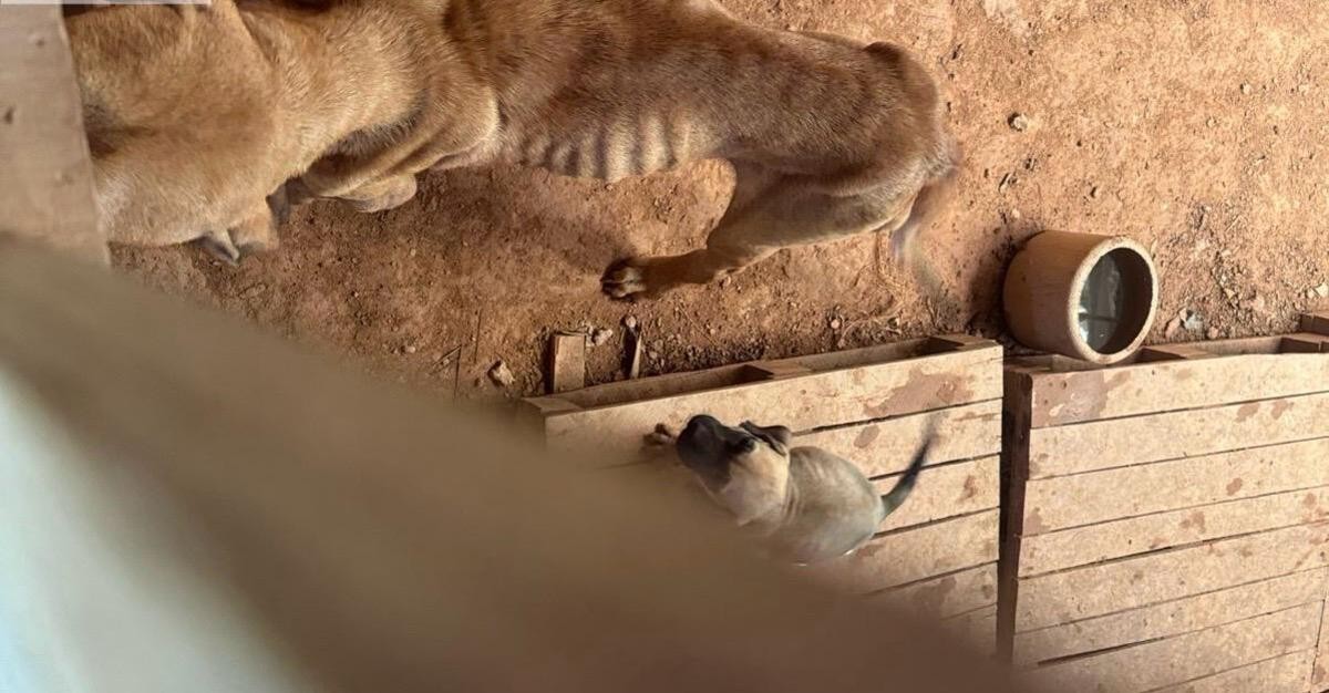 Homem é preso e multado por manter cães em situação de maus-tratos em Ubá