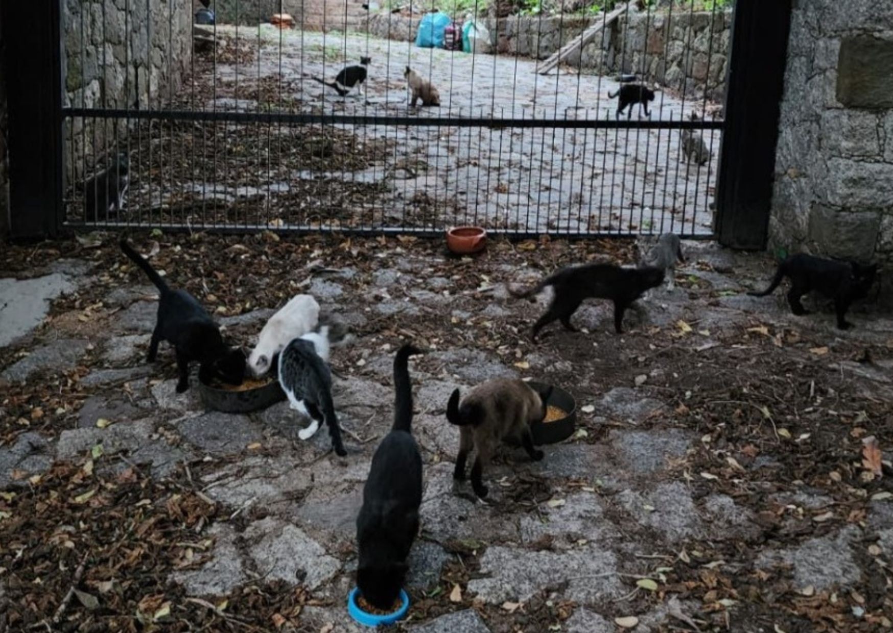 Idoso morre, 80 gatos ficam abandonados e vizinhos buscam novo lar para pets em SC