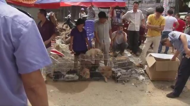 Da febre dos pets ao comércio de carne de cachorros: o contraste que divide a China 